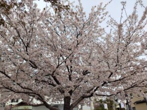 桜の木